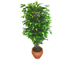 Ficus Benjamin 1,50 cm   Ankara kaliteli taze ve ucuz iekler 