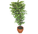 Ficus zel Starlight 1,75 cm   Ankara ieki hediye sevgilime hediye iek 