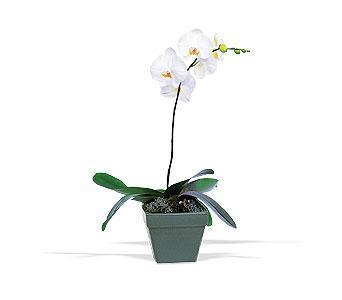 orkide saksi iegi  Ankara iek online iek siparii 
