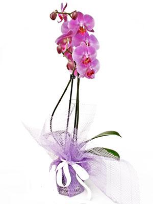  Ankara kaliteli taze ve ucuz iekler  Kaliteli ithal saksida orkide