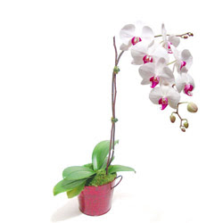  Ankara hediye iek yolla  Saksida orkide