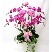  Ankara iek online iek siparii  3 adet saksi orkide  - ithal cins -
