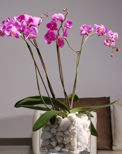  Ankara online iek gnderme sipari  2 dal orkide cam yada mika vazo ierisinde