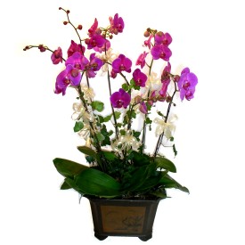  Ankara ieki hediye sevgilime hediye iek  4 adet orkide iegi