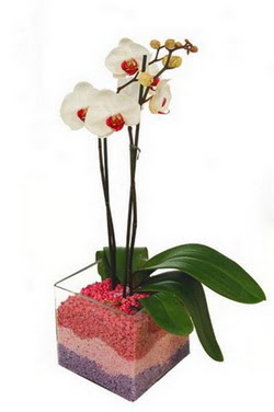  Ankara iek servisi , ieki adresleri  tek dal cam yada mika vazo ierisinde orkide