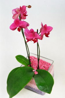  Ankara iek siparii vermek  tek dal cam yada mika vazo ierisinde orkide