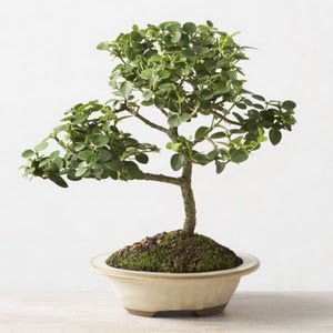 ithal bonsai saksi iegi  Ankara yurtii ve yurtd iek siparii 