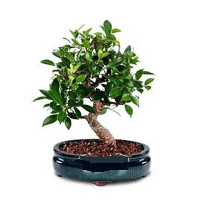 ithal bonsai saksi iegi  Ankara online iek gnderme sipari 