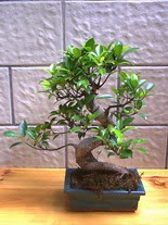 ithal bonsai saksi iegi  Ankaraya iek gnder gvenli kaliteli hzl iek 
