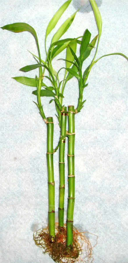 Lucky Bamboo 3 adet vazo hediye edilir   Ankara ieki hediye sevgilime hediye iek 