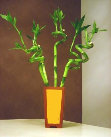 Lucky Bamboo 5 adet vazo ierisinde  iekiler Ankara cicek , cicekci 