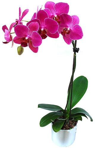  Ankara iek siparii vermek  saksi orkide iegi