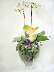  Ankara iek siparii sitesi  Cam yada mika vazoda zel orkideler