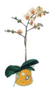  iekiler Ankara anneler gn iek yolla  Phalaenopsis Orkide ithal kalite