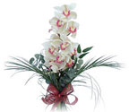  Ankara online iek gnderme sipari  Dal orkide ithal iyi kalite