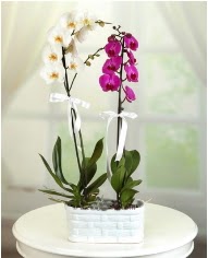 1 dal beyaz 1 dal mor yerli orkide saksda  Ankara online ieki , iek siparii 