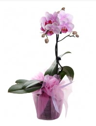 1 dal pembe orkide saks iei  Ankara ieki nternetten iek siparii 