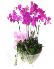 9 dal orkide saks iei  Ankara iek gnderme sitemiz gvenlidir 