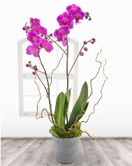 2 dall mor orkide saks iei  Ankara iekiler ankaradaki iekiler