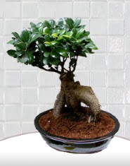 saks iei japon aac bonsai  Ankara ieki nternetten iek siparii 