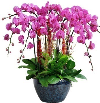 9 dall mor orkide  Ankara iek maazas , ieki adresleri 