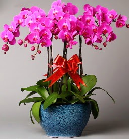 7 dall mor orkide  Ankara yurtii ve yurtd iek siparii 