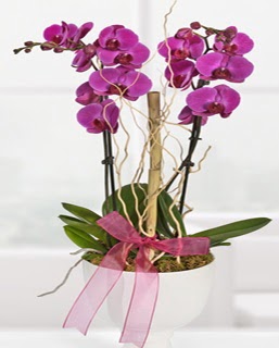2 dall nmor orkide  Ankara kaliteli taze ve ucuz iekler 