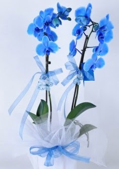 2 dall mavi orkide  iekiler Ankara cicek , cicekci 