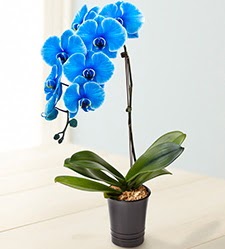 1 dall sper esiz mavi orkide  Ankara iek yolla , iek gnder , ieki  
