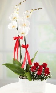 2 dall beyaz orkide ve 7 krmz gl  Ankara ieki internetten iek siparii 