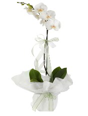 1 dal beyaz orkide iei  Ankara ieki 14 ubat sevgililer gn iek 