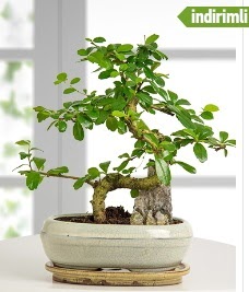 S eklinde ithal gerek bonsai japon aac  iekiler Ankara cicek , cicekci 