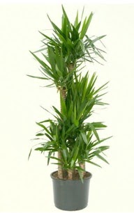 7 li yucca saks bitkisi  Ankara online ieki , iek siparii 