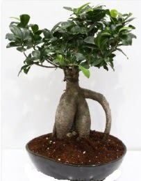 5 yanda japon aac bonsai bitkisi  iekiler Ankara cicek , cicekci 