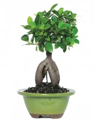 5 yanda japon aac bonsai bitkisi  Ankara ieki hediye sevgilime hediye iek 