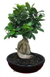 Japon aac bonsai saks bitkisi  Ankara iekiler ankaradaki iekiler
