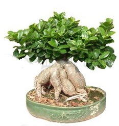 Japon aac bonsai saks bitkisi  Ankara hediye iek yolla 