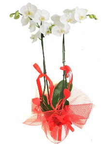 2 dall beyaz orkide bitkisi  Ankara iek servisi , ieki adresleri 