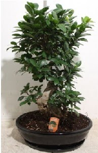 75 CM Ginseng bonsai Japon aac  Ankara ieki internetten iek siparii 