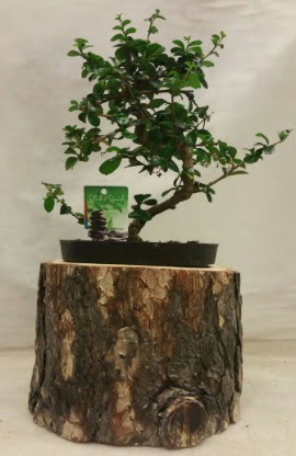 Doal ktk iinde bonsai japon aac  Ankara iek sat 
