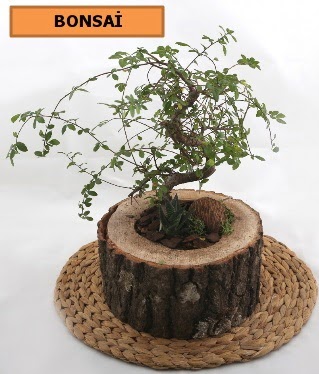 Doal aa ktk ierisinde bonsai bitkisi  Ankara iek , ieki , iekilik 