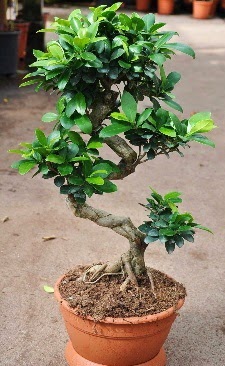 Orta boy bonsai saks bitkisi  Ankara uluslararas iek gnderme 