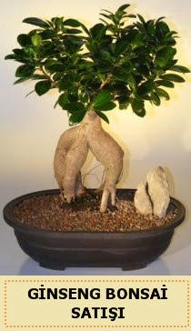 thal Ginseng bonsai sat japon aac  Ankara online iek gnderme sipari 