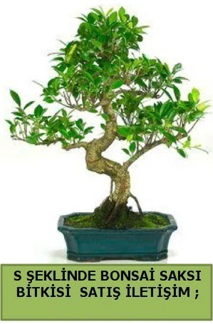 thal S eklinde dal erilii bonsai sat  Ankara hediye iek yolla 