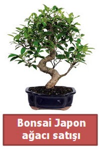Japon aac bonsai sat  Ankara online iek gnderme sipari 