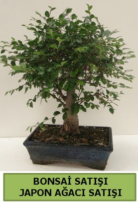 Minyatr bonsai japon aac sat  Ankara iek , ieki , iekilik 