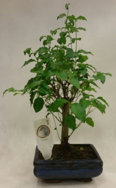 Minyatr bonsai japon aac sat  Ankara ieki maazas 