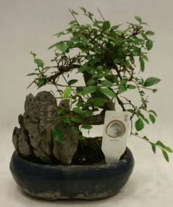 thal 1.ci kalite bonsai japon aac  Ankara iek siparii sitesi 