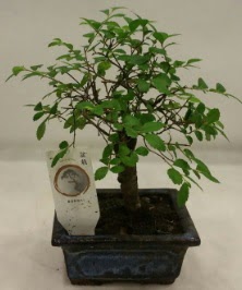 Minyatr ithal japon aac bonsai bitkisi  Ankara iek siparii sitesi 