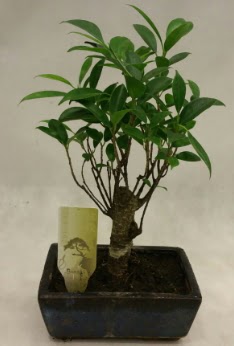 Japon aac bonsai bitkisi sat  Ankara ieki maazas 